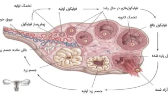 فولیکول چیست + تعداد و اندازه طبیعی فولیکول‌های تخمدان